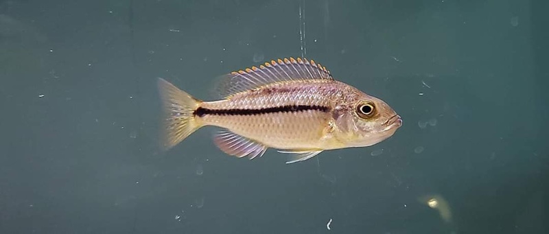 Protomelas marginatus